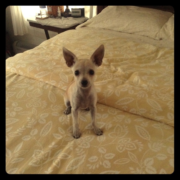 Other - My Chi BUNNY